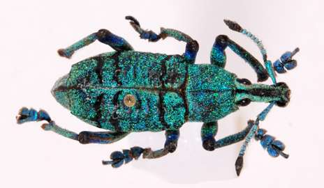 Within colors of bees and butterflies, an optical engineer's dream is realized