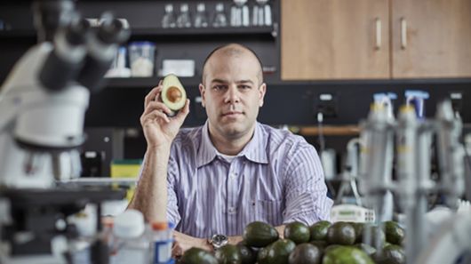 Avocado-derived molecule attacks leukemia at its roots