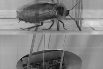 Rough-and-Tumble Roach Bots Barrel Over Obstacles