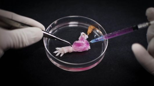 Scientists come a step closer to "regrowing" limbs