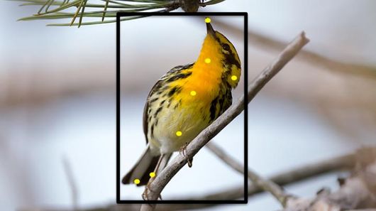 Cornell software identifies bird species from users' photos