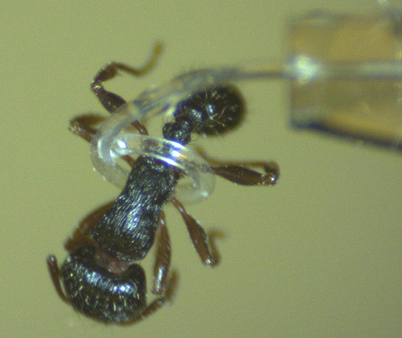 Soft Robotic Tentacles Pick Up Ant Without Crushing It