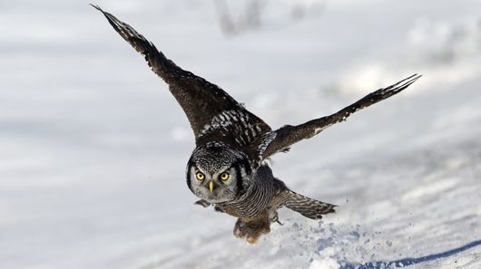 Owl-inspired material to reduce wind turbine noise